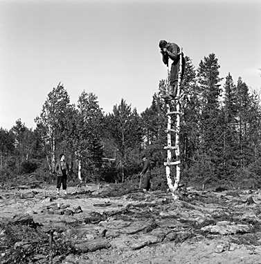 En fotograf fotograferar härdar stående på en stege konstruerad av en björk