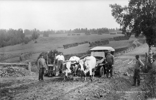 Oxen pulling a car, somewhere in Sweden. Photo: Unknown or Salfon Almquist, 1917. Postcard: Atelier S. Almquist