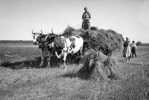 Gathering of sheaves with a yoke of oxen, Hallsberg, Närke, Sweden. Photo: Mårten Sjöbeck, 1934