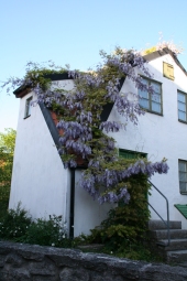 Vitkalkat hus med blommande blåregn klängande på framsidan. Foto: Karin Sterner
