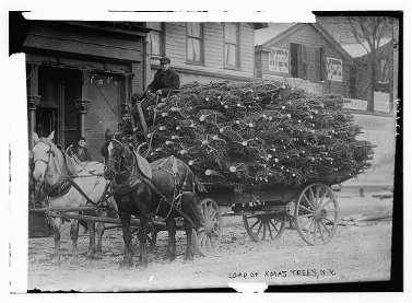 Load of Xmas trees, N.Y. (LOC)