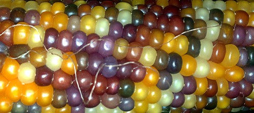 En bild på majs med en mångfald av färger